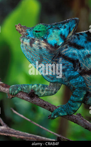 Parson's chamaeleon (chamaeleo parsonii), in via di estinzione di specie della foresta pluviale, Madagascar, Africa Foto Stock