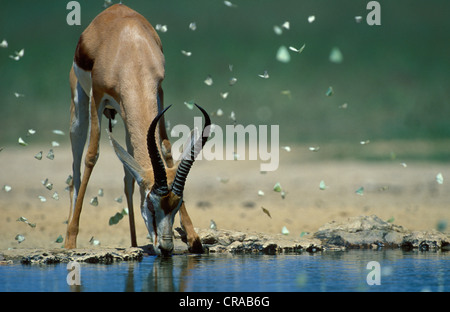 Springbok (Antidorcas marsupialis), bere a waterhole con farfalle, kgalagadi parco transfrontaliero, il Kalahari, sud africa Foto Stock