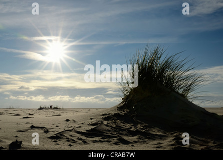 Pila di unione marram grass (Ammophila arenaria) presso la spiaggia kniepsand, amrum island, nordfriesland, Frisia settentrionale Foto Stock