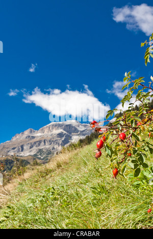 Vista da Varda verso il Piz Boè montagna, 3152 m, Gruppo Sella, Sella Ronda ski route, Dolomiti, Italia, Europa Foto Stock