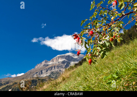 Vista da Varda verso il Piz Boè montagna, 3152 m, Gruppo Sella, Sella Ronda ski route, Dolomiti, Italia, Europa Foto Stock