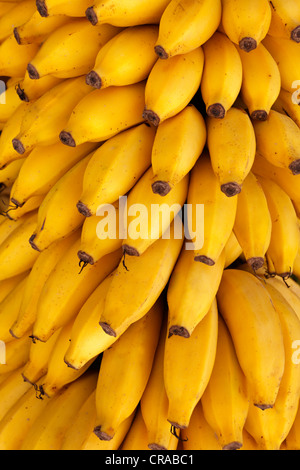 Levetta di banane per la vendita ad un frutto in stallo, Salalah, Dhofar, Sultanato dell'Oman, Stato del Golfo, la Penisola Arabica, Medio Oriente e Asia Foto Stock