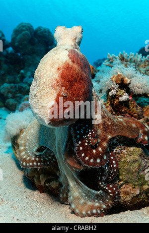 Big Red Octopus o Cyane il polpo (Octopus cyanea) su coral, Makadi Bay, Hurghada, Egitto, Mare Rosso, Africa Foto Stock