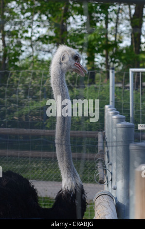 Gli animali da zoo Wilhelma , situato in Stuttgart-South Germania Foto Stock