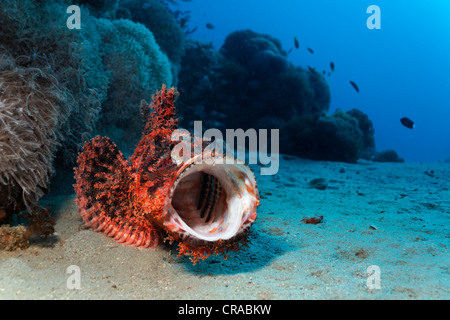 Barbuto Scorfani (Scorpaenopsis barbatus), sul fondo sabbioso nella parte anteriore della barriera corallina con la bocca spalancata, Makadi Bay, Hurghada Foto Stock