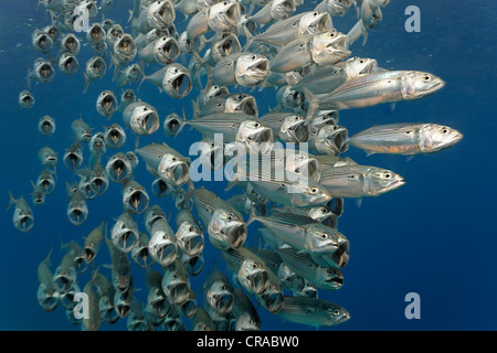 Secca di strisce o Makarels indiano (Rastrelliger kanagurta), si nutrono di plancton con bocche aperte, Makadi Bay, Hurghada, Egitto Foto Stock