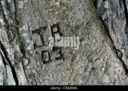 Chiudere dettaglio di weathered di corteccia di albero con personal iniziali incise in superficie. Corteccia texture di sfondo, corteccia di albero vicino. Foto Stock