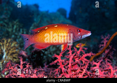 Diana's Hogfish (Bodianus diana) nuotare in una barriera corallina, Habili a Marsa Alam, Egitto, Mare Rosso, Africa Foto Stock
