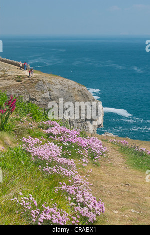 La parsimonia su Dorset Jurassic Coast path in Durlston Country Park Foto Stock