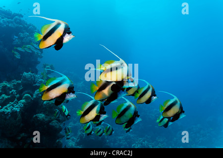 Scuola di mare rosso bannerfish (Heniochus intermedius) nuotare in acque blu e una barriera corallina, Sharp Malahi, Egitto, Mar Rosso Foto Stock