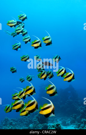 Scuola di mare rosso bannerfish (Heniochus intermedius) nuotare in acque blu, Sharp Malahi, Egitto, Mare Rosso, Africa Foto Stock