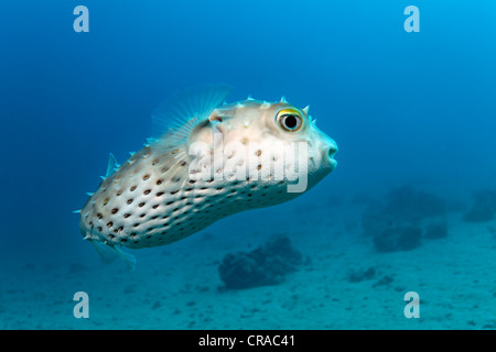 Giallo-spotted Burrfish (Chilomycterus spilostylus), Makadi Bay, Hurghada, Egitto, Mare Rosso, Africa Foto Stock