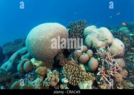 Coral reef con vari coralli di pietra, Makadi Bay, Hurghada, Egitto, Mare Rosso, Africa Foto Stock