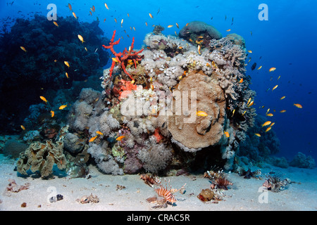 Grandi blocchi di corallo con Leone africano (pterois volitans) la caccia sul fondo sabbioso, Makadi Bay, Hurghada, Egitto, Mar Rosso Foto Stock