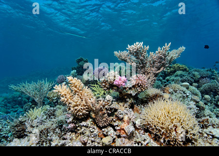 Tipica pietra Coral reef con vari coralli di pietra (Sceleractinia), Makadi Bay, Hurghada, Egitto, Mare Rosso, Africa Foto Stock