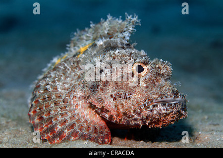 Barbuto Scorfani (Scorpaenopsis barbata) in agguato per la preda sul fondo di sabbia, Makadi Bay, Hurghada, Egitto, Mare Rosso, Africa Foto Stock