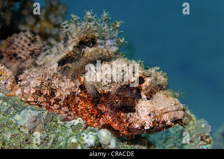 Barbuto Scorfani (Scorpaenopsis barbata) in agguato per in preda al Coral reef, Makadi Bay, Hurghada, Egitto, Mare Rosso, Africa Foto Stock