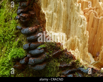 Moss su albero fungo su un vecchio albero marcio, foresta vicino Emmersacker, Baviera, Germania, Europa Foto Stock