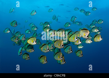 Blacknosed Butterflyfish o Barberfish (Johnrandallia nigrirostris), scuola, North Seymour Island, Galapagos Isole del Pacifico, Foto Stock