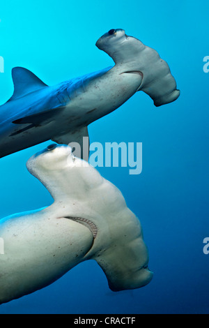 Due smerlata squali martello (Sphyrna lewini), Teodoro Wolf Island o Wenman Isola, Galapagos Isole del Pacifico, Foto Stock