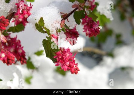 Una fioritura o ribes Ribes mette su una molla come visualizzare nonostante la neve Foto Stock