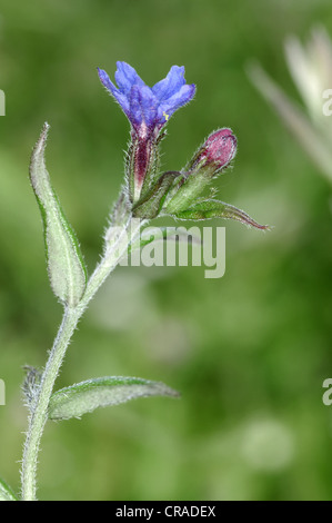 Viola GROMWELL Lithospermum purpureocaeruleum (Boraginaceae) Foto Stock