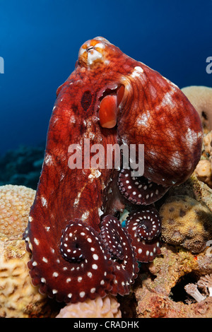 Big Red polpo (Octopus cyaneus) si siede sulla pietra corallo con arrotolato a bracci, Regno Hascemita di Giordania, Mar Rosso, Asia Occidentale Foto Stock