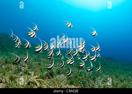 Secca di novellame di scolarizzazione bannerfish (Heniochus diphreutes) nuota sopra seeweed, Regno Hascemita di Giordania, Mar Rosso Foto Stock