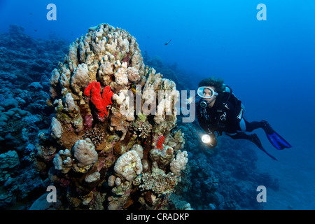 Subacqueo, reefslope con blocco di corallo, numerose pietre coralli, spugne, Regno Hascemita di Giordania, Mar Rosso, Asia Occidentale Foto Stock