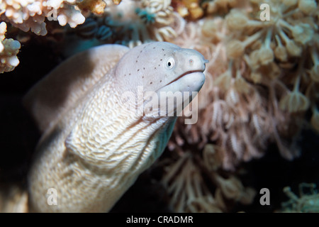 Pepati Moray (la Siderea grisea) ritratto, Xenia corallo, Regno Hascemita di Giordania, Mar Rosso, Asia Occidentale Foto Stock