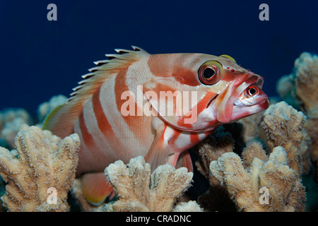 Cernia Blacktip (Epinephelus fasciatus) su coral, alimentando su Sammara squirrelfish (Neoniphon sammara) Foto Stock