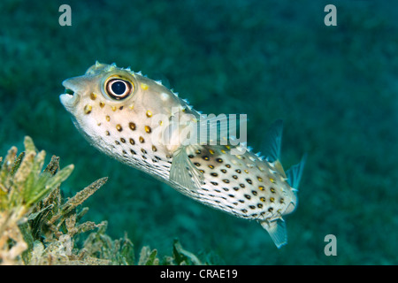 Spotbase burrfish o yellowspotted burrfish (Cyclichthys spilostylus) sopra le alghe, Regno Hascemita di Giordania, JK, Mar Rosso Foto Stock