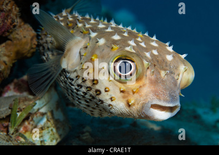 Spotbase burrfish o yellowspotted burrfish (Cyclichthys spilostylus), il Regno hascemita di Giordania, JK, Mar Rosso, Asia Occidentale Foto Stock