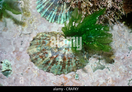 Limpet comune (Patella vulgata: Patellidae) con un' alga verde crescente sul suo guscio REGNO UNITO Foto Stock