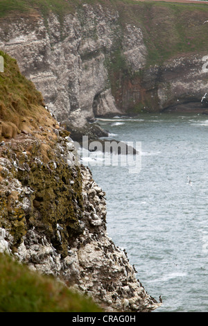 Guillemots nidi su scogliere sul mare a RSPB sito, Fowlsheugh Stonehaven Scozia Scotland Foto Stock