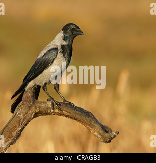 Cornacchia Mantellata (Corvus corone cornix), laghi di Feldberg, Meclemburgo-Pomerania Occidentale, Germania, Europa Foto Stock