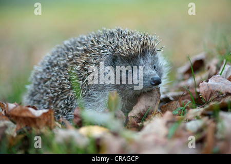 Bianco del nord-breasted riccio (Erinaceus roumanicus), in cattività, Repubblica Ceca, Europa Foto Stock