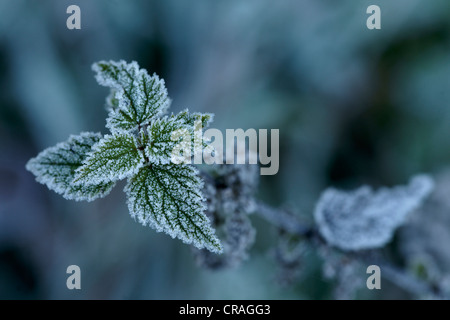 Ortica, frost-coperto, Kellerwald, Hesse, Germania, Europa Foto Stock