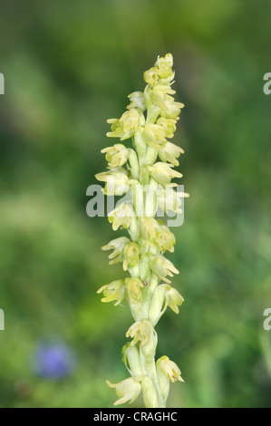 MUSK ORCHID Herminium monorchis (Orchidaceae) Foto Stock