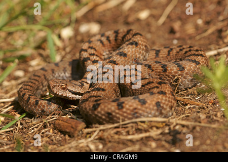 Vipera comune o aspide (Vipera aspis), Svizzera, Europa Foto Stock