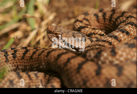 Vipera comune o aspide (Vipera aspis), Svizzera, Europa Foto Stock