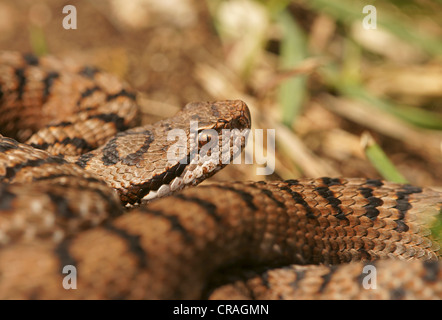 Vipera comune o aspide (Vipera aspis), Svizzera, Europa Foto Stock