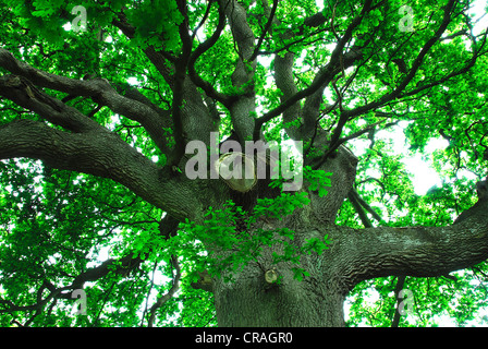 Coppia quercia a molla. Dorset, Regno Unito Foto Stock