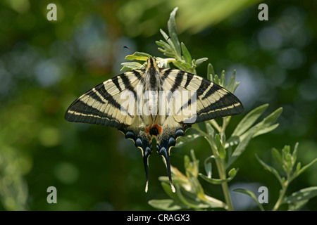 Scarse a coda di rondine, a vela a coda di rondine o a pera a coda di rondine ad albero (Iphiclides podalirius), Bulgaria, Europa Foto Stock