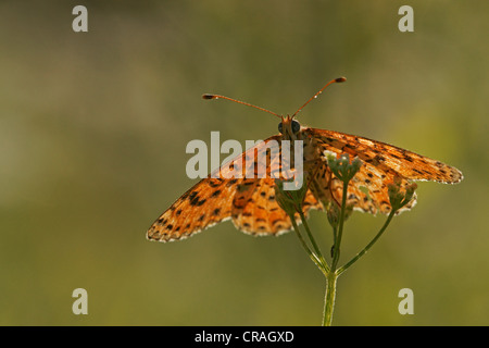 Verde scuro (Fritillary Mesoacidalia aglaja), Bulgaria, Europa Foto Stock