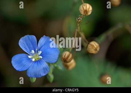 Comune di lino (Linum usitatissimum), Bulgaria, Europa Foto Stock