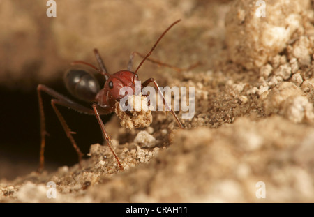 Ant del genere Cataglyphis nella sottofamiglia Formicinae northern Bulgaria Bulgaria Europa Foto Stock