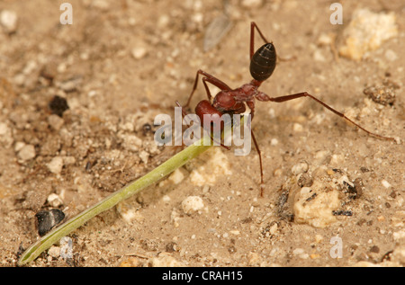 Ant del genere Cataglyphis nella sottofamiglia Formicinae northern Bulgaria Bulgaria Europa Foto Stock