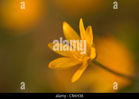 Lesser celandine (Ranunculus ficaria) Foto Stock