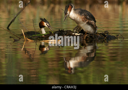 Svassi (Podiceps cristatus) seduto sul nido, cambiamenti di cova Foto Stock